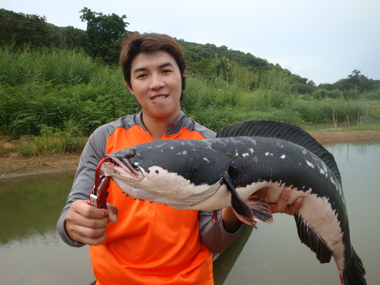 My Giant Snakehead 2013