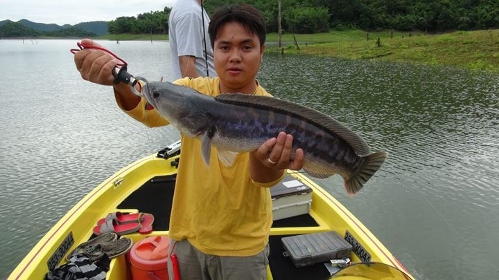 ลุงใหญ่fishing ทิ๊ดอนเจดีย์ ชะโดเขื่อนศรี