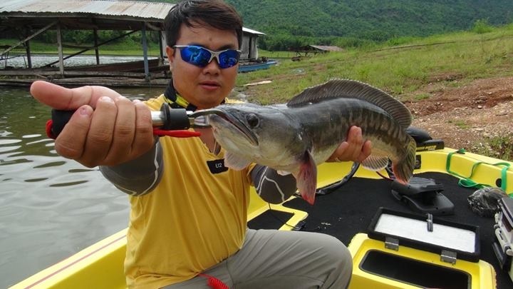 ลุงใหญ่fishing ทิ๊ดอนเจดีย์ ชะโดเขื่อนศรี