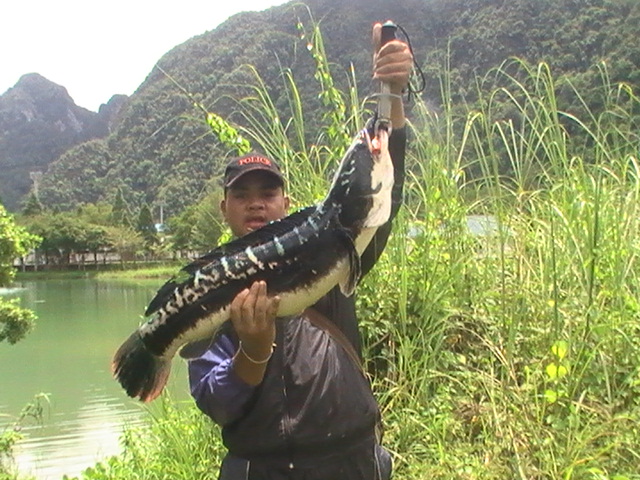 supper Big  9 kg snakehead