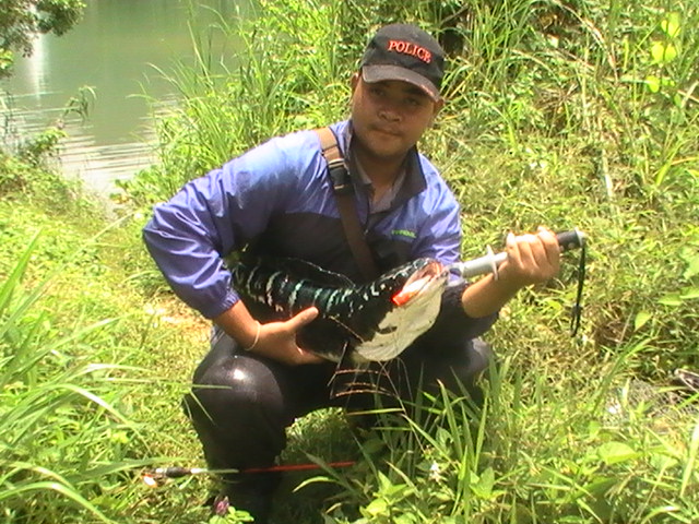 supper Big  9 kg snakehead