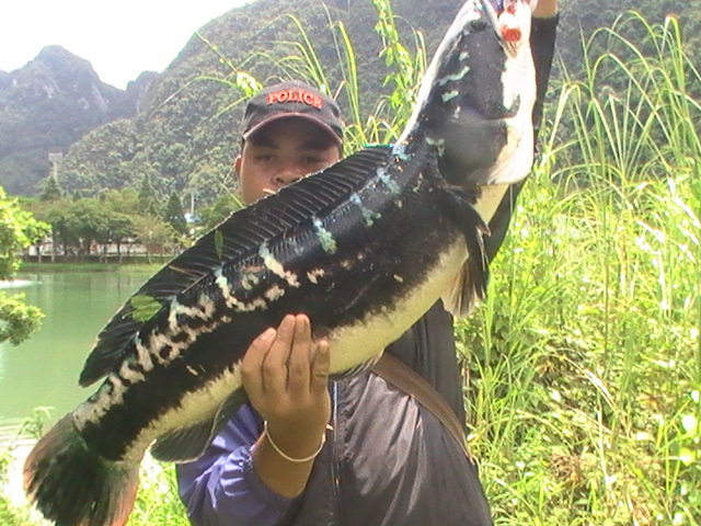 supper Big  9 kg snakehead