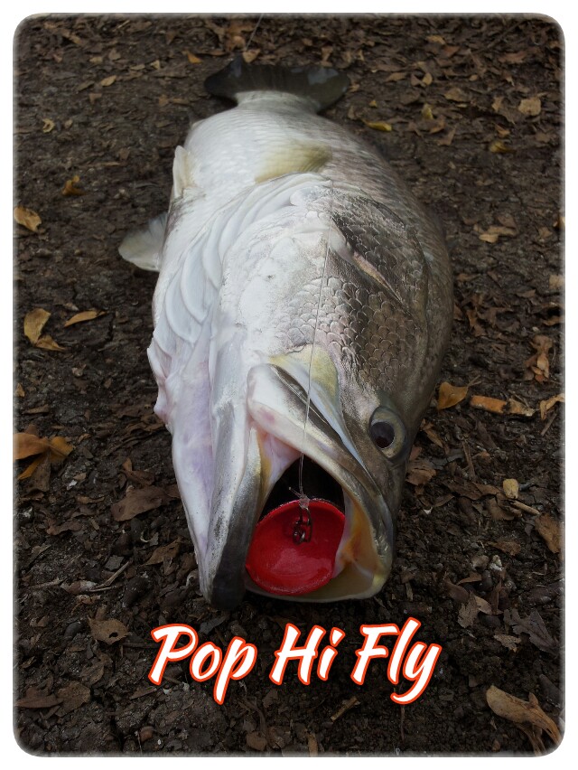 Pop Hi Fly ป๊อปเปอร์น้องใหม่