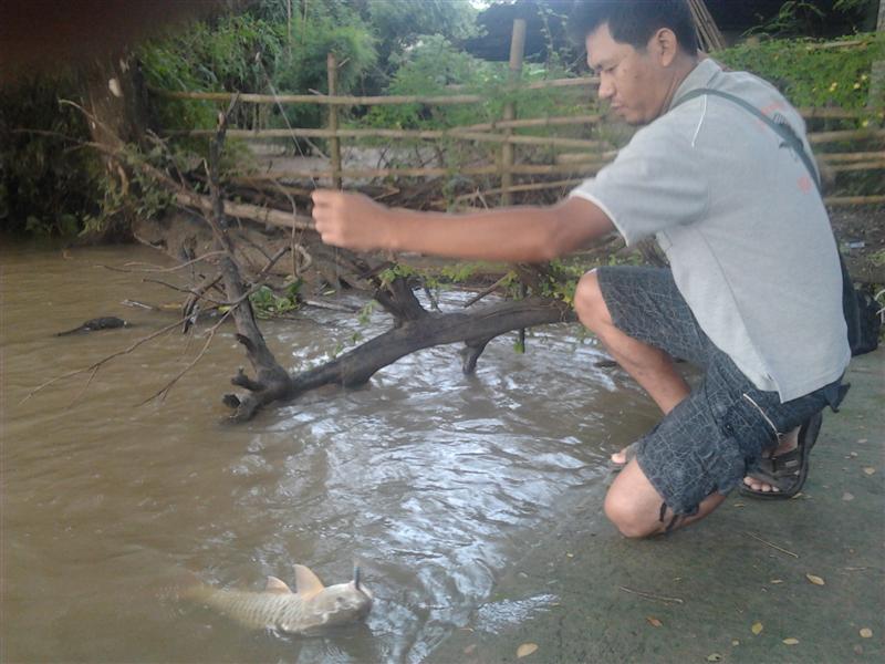 กระสูบลำพูน