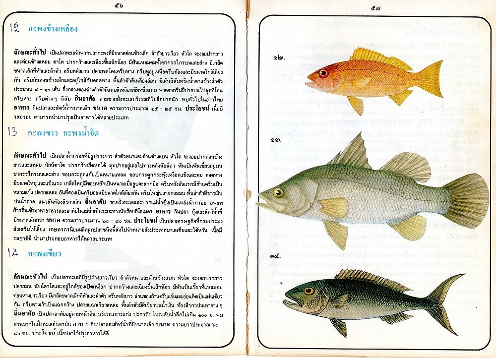 ข้อมูลปลาไทย(เบื้องต้น)จากหนังสือ ภาพปลาและสัตว์น้ำของไทย โดยกรมประมง