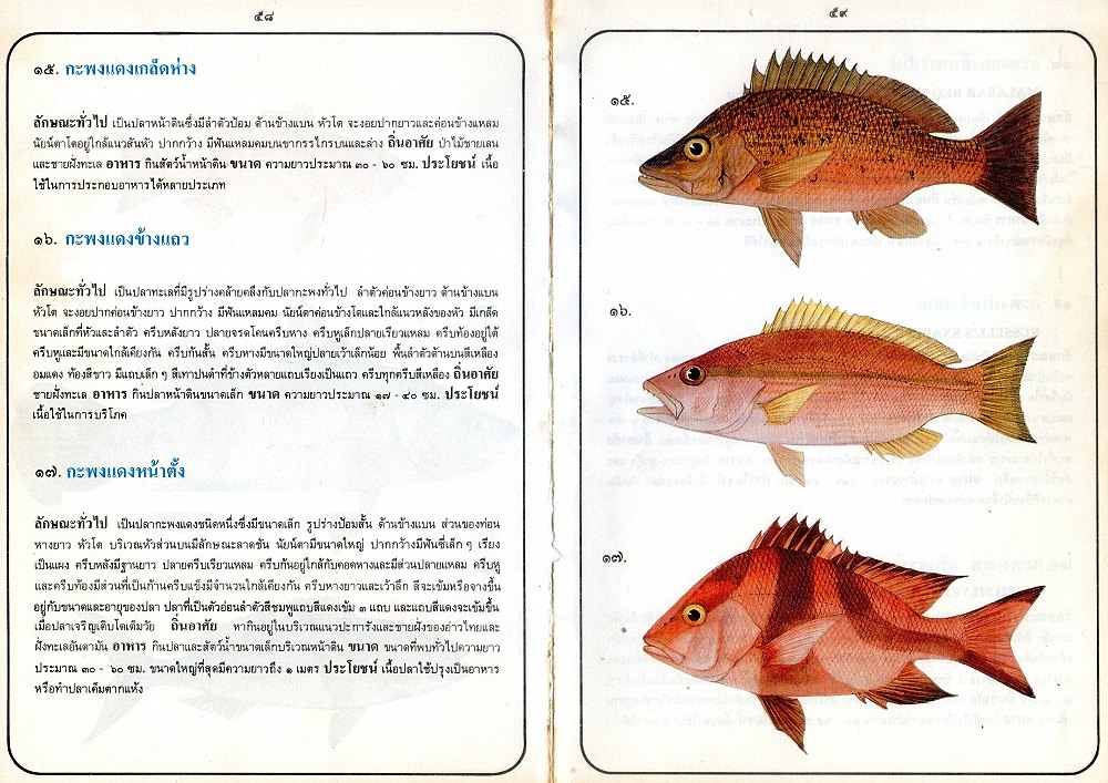 ข้อมูลปลาไทย(เบื้องต้น)จากหนังสือ ภาพปลาและสัตว์น้ำของไทย โดยกรมประมง