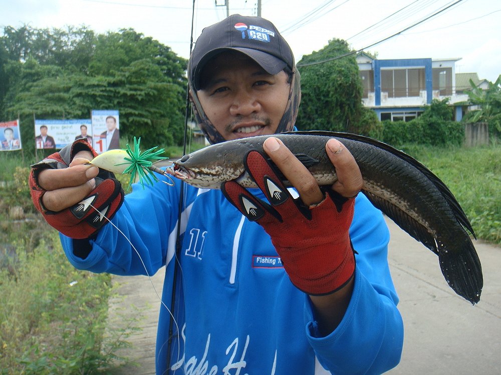 ฉลองเสื้อใหม่ SnakeHead Angler Club 