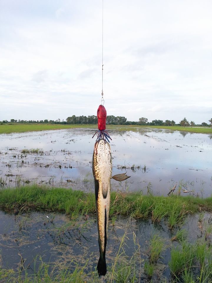 FISH-CAN ปลานา ปะทะ ปลัดขิก