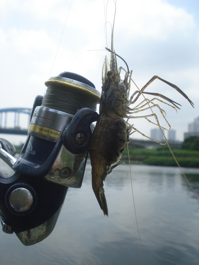 รายงานตกปลาญี่ปุ่น4 (ตกกุ้งแม่น้ำญี่ปุ่น)