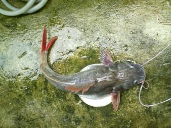 พอน้ำมาปลาก็มาตามสายน้ำ(ปลากดคังกินเหยื่อจนท้องเป่ง-แม่น้ำป่าสัก 2 โล)