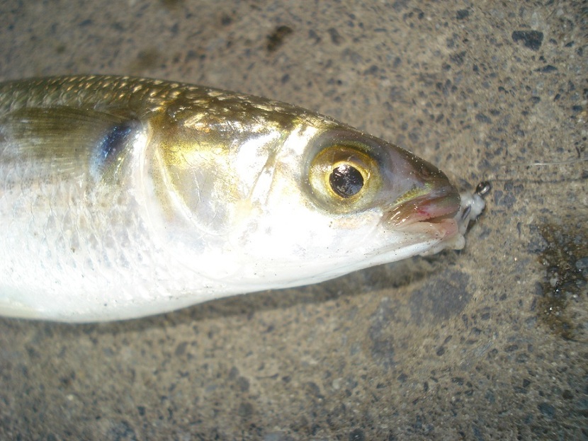 รายงานตกปลาญี่ปุ่น8 (ตกปลาหน้าดินญี่ปุ่น ตอนที่2 " ปลา ตอปิโด " )