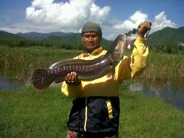 โทฟี่สวยชะโดจรประจำอาทิตนี้ 