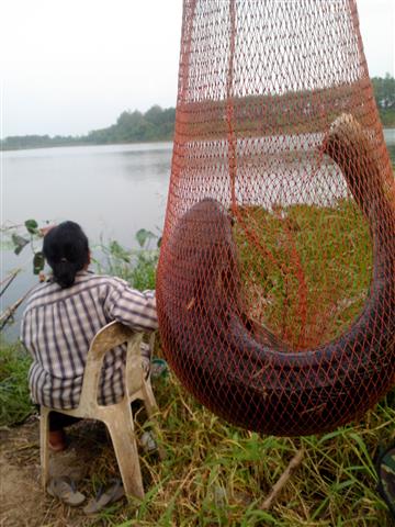 ย่องมาเจอเจ้าถิ่นจนได้