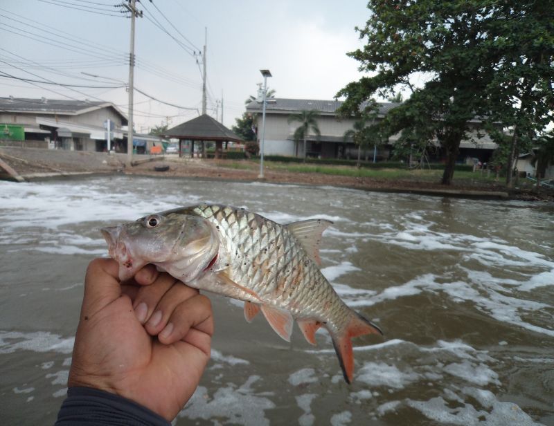 ทดลองส่งครับ