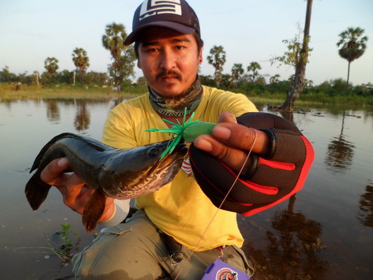 ช่อนนาน้ำท่วม (เพชรบุรี) 