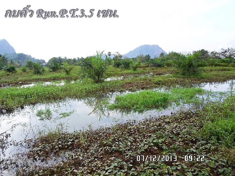 ช่อนพัทลุงหลังฝนหยุดตกให้1วัน..