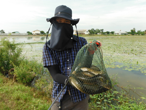 ((((( ช่อนนาสุพรรณบุรี อย่างมันส์ )))))