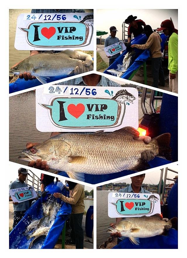 บ่อVIP ลงปลา 800 ตัวตอนรับปี 2014