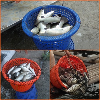 บ่อตกปลาน้องพลอย 1 เปิดให้บริการ 30 - 31 ธันวาคม 2556