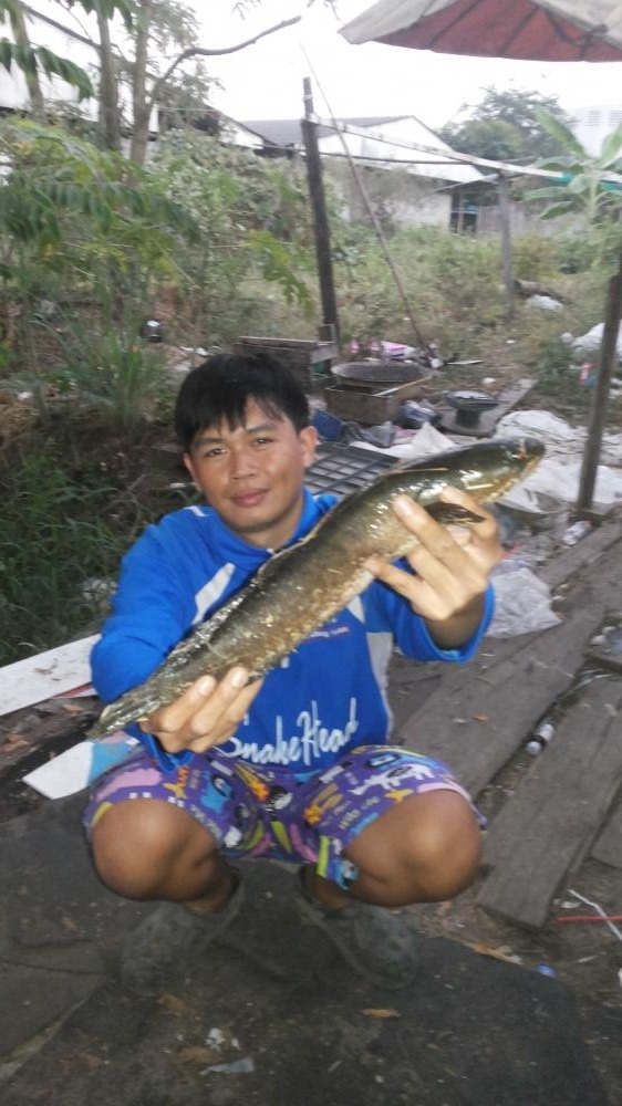 SnakeHead Angler Club. ตัวแรกของปี57คับ