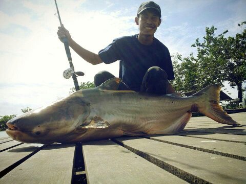 รวมภาพที่บึงปลาบึก เสนา อยุธยา