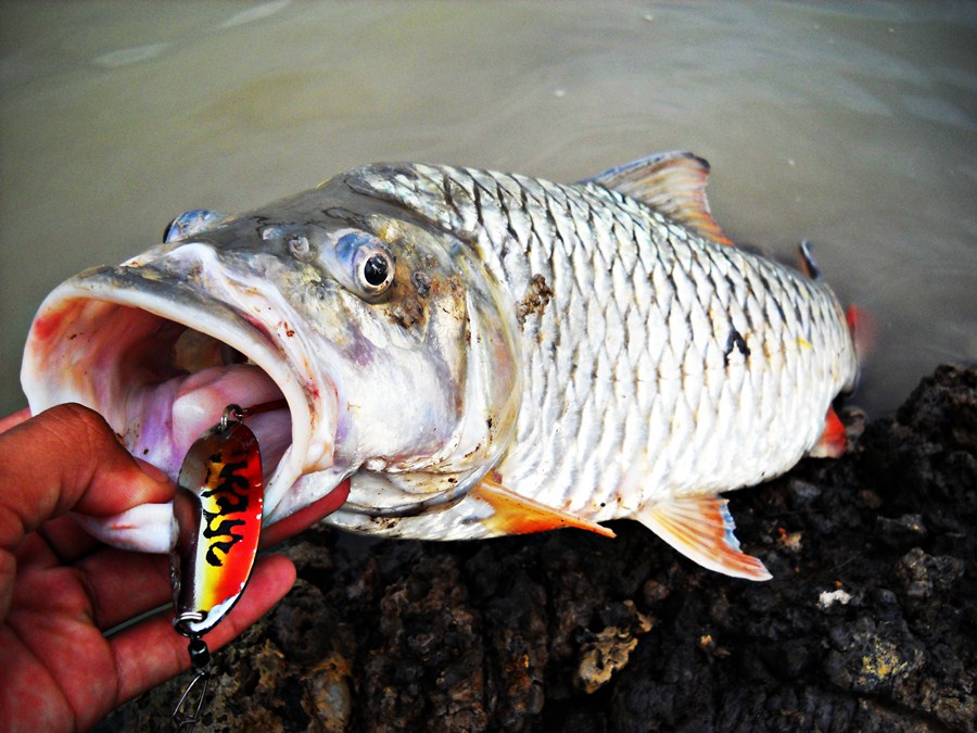 ..... ความมันส์ น้ำไหล กระสูบ ใหญ่ & ปลาเบี้ยว Chaophaya River .....