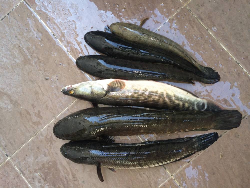 SnakeHead Angler club กับ ช่อนนิดหน่อย