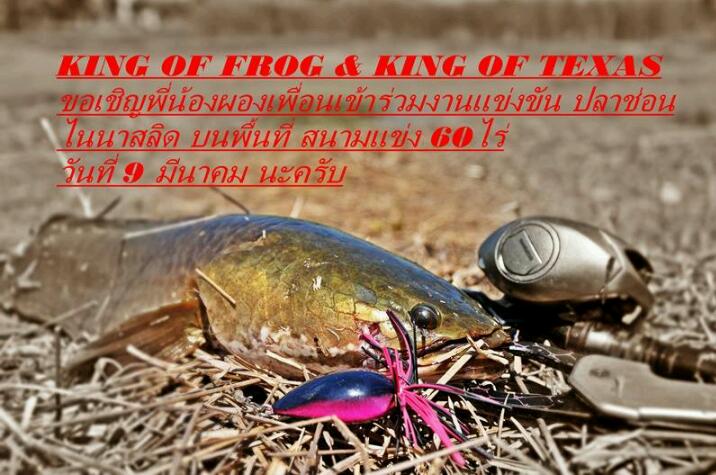 King of frog & King of texas