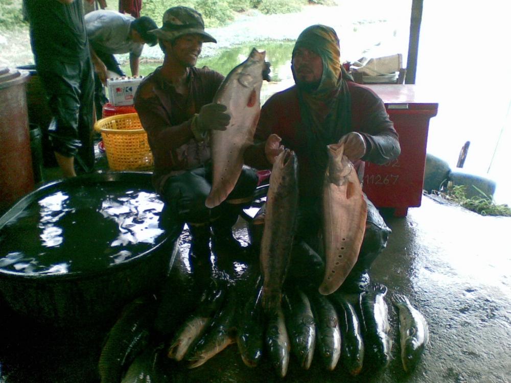 ชะโดบึงพระยา (ไม่กินเบ็ดต้องวิด)