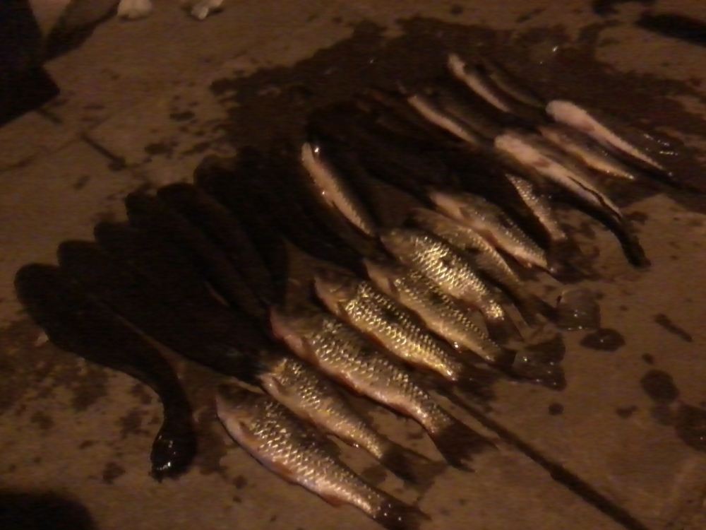 เบาๆกับปลารวมรอบเช้า-เย็นของ กบสามเหลี่ยม นินจา ที่เขื่อนอุบลรัตน์ เมื่อวาน