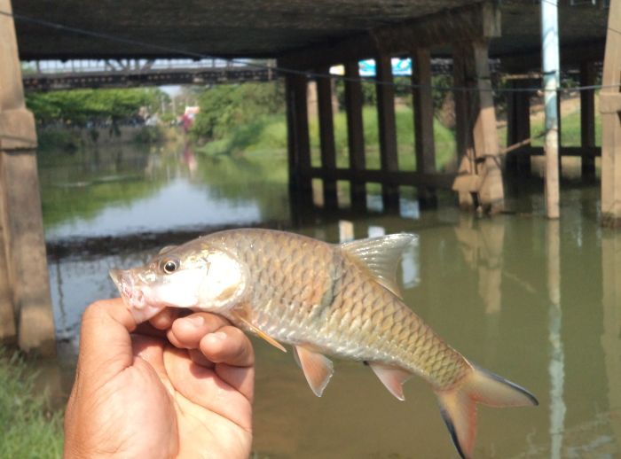 กระสูบแม่น้ำเพชรบุรี