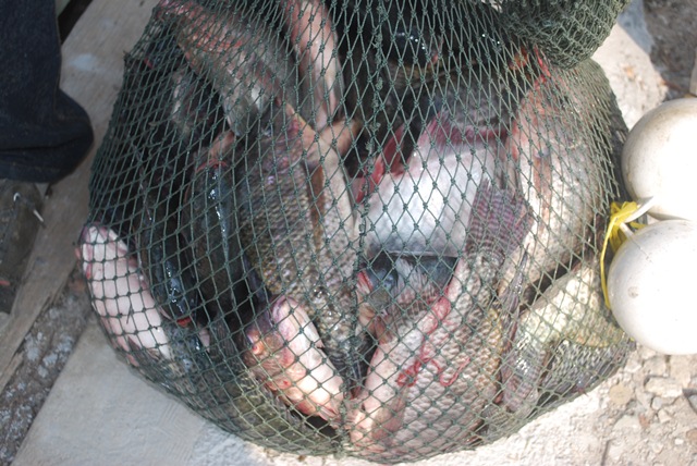 บ่อตกปลาหนุ่มบางวัว (บ่อปลารวม) วันที่ 1,2 - 03 - 57