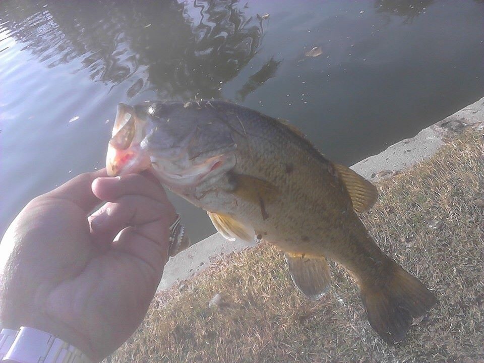 Bass in Lincoln park lake USA