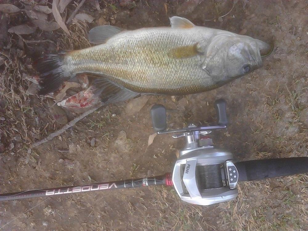 Bass in Lincoln park lake USA