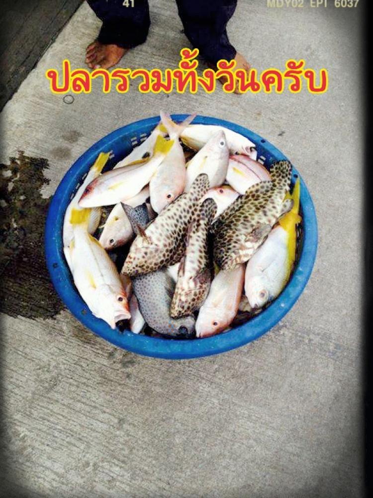 ไต๋เก๋ แสมสาร เค้าจัดให้