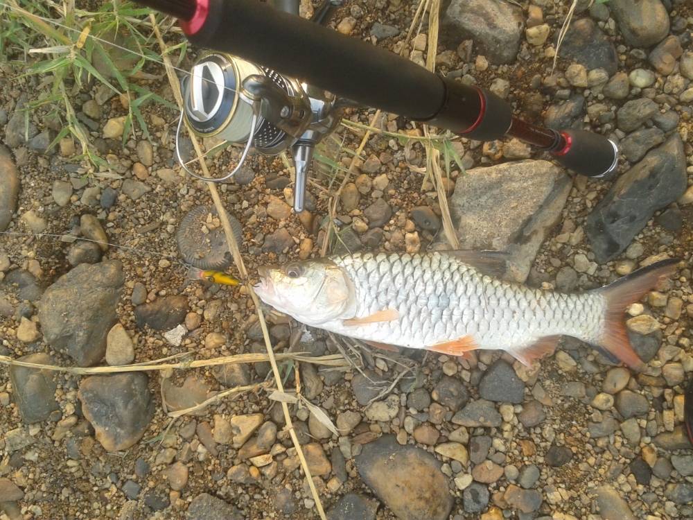 Y> กระสูบน้ำไหลเกาะคาหมายเดิม Rapala 5cm.เป็นพระเอกอีกแล้วครับท่าน <Y