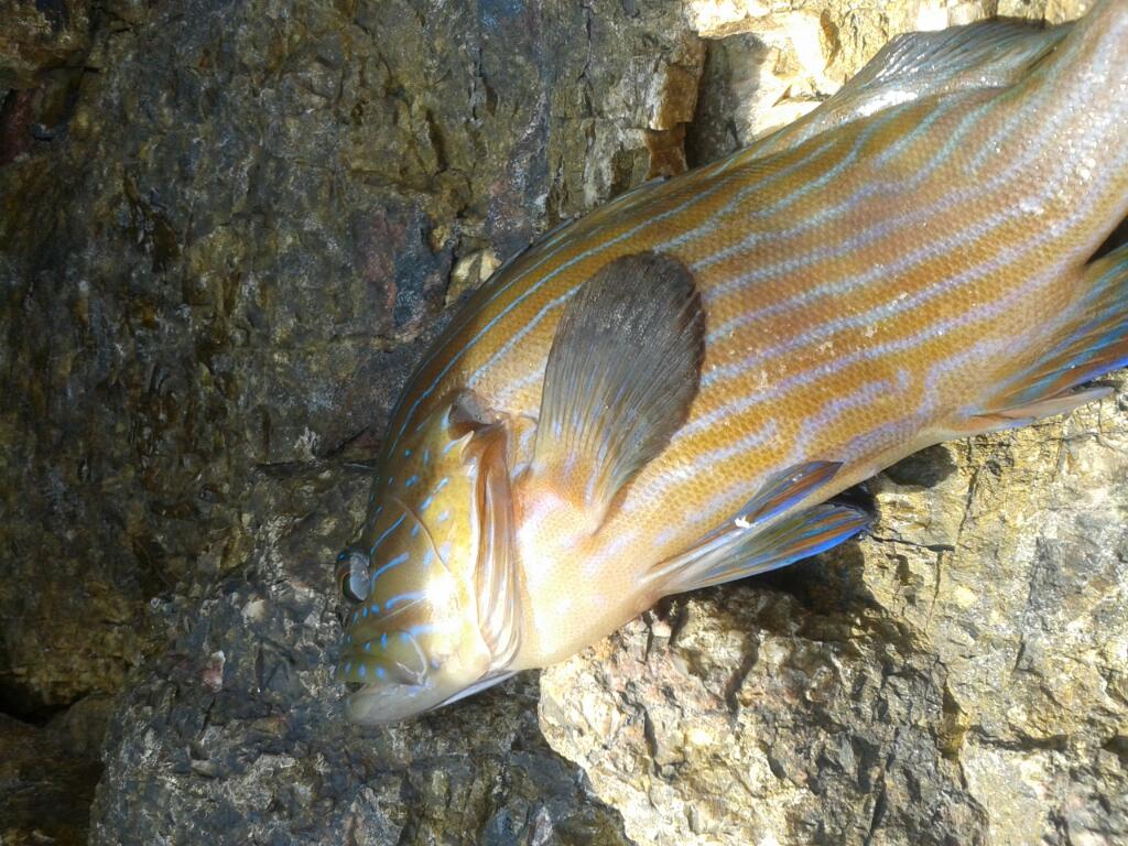 ตัวนี้ปลาอะไรครับ