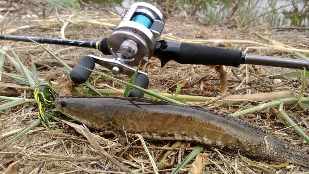 Finesse Fishing - Rubber Frog ในวันที่ปลาช่อนหาตัวยาก