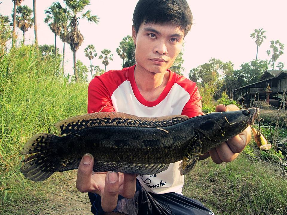 กระสง.กับ Rapala Shad Rap 5Cm. 