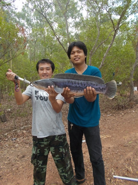 ชะโดใหญ่ ที่ปราจีน ทีมงานเบ็ดเทพเทวะ