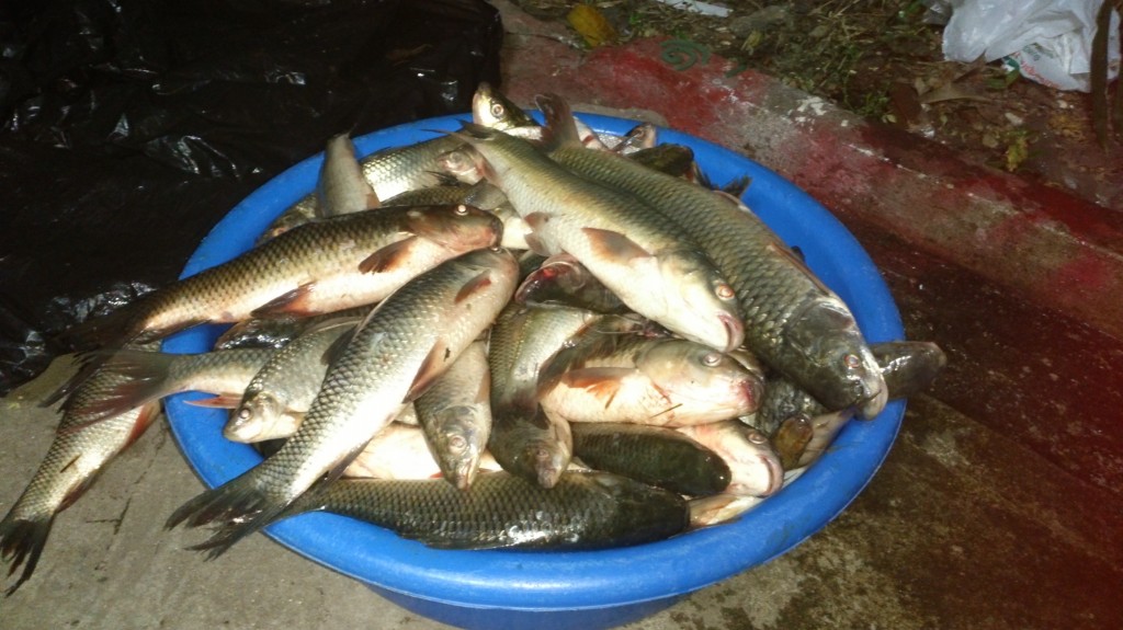 ตกปลาที่ คลองหาดยาง 23.5 kg 2013-11-01 chotbedtepteva