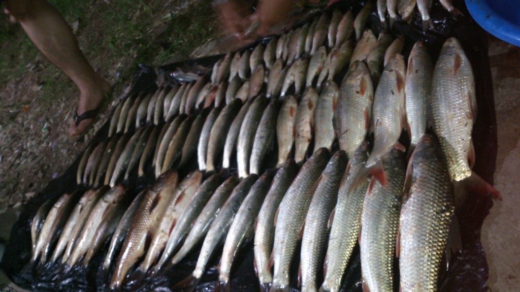 ตกปลาที่ คลองหาดยาง 23.5 kg 2013-11-01 chotbedtepteva