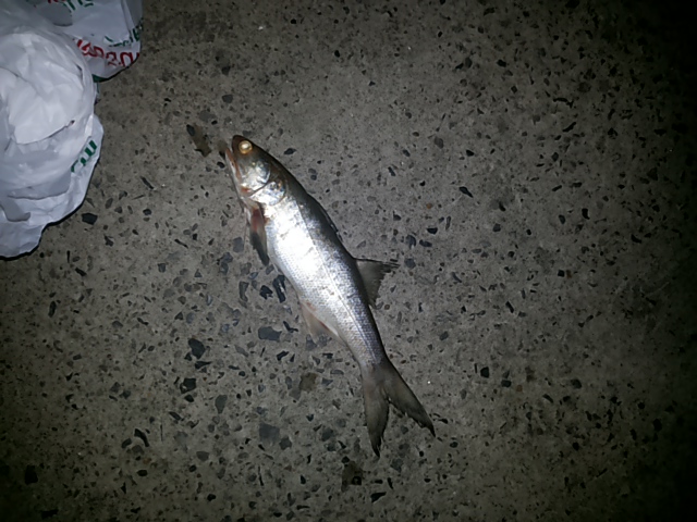 Threadfin Fish ชื่อ ภาษาอังกฤษ ของ ปลากุเรา