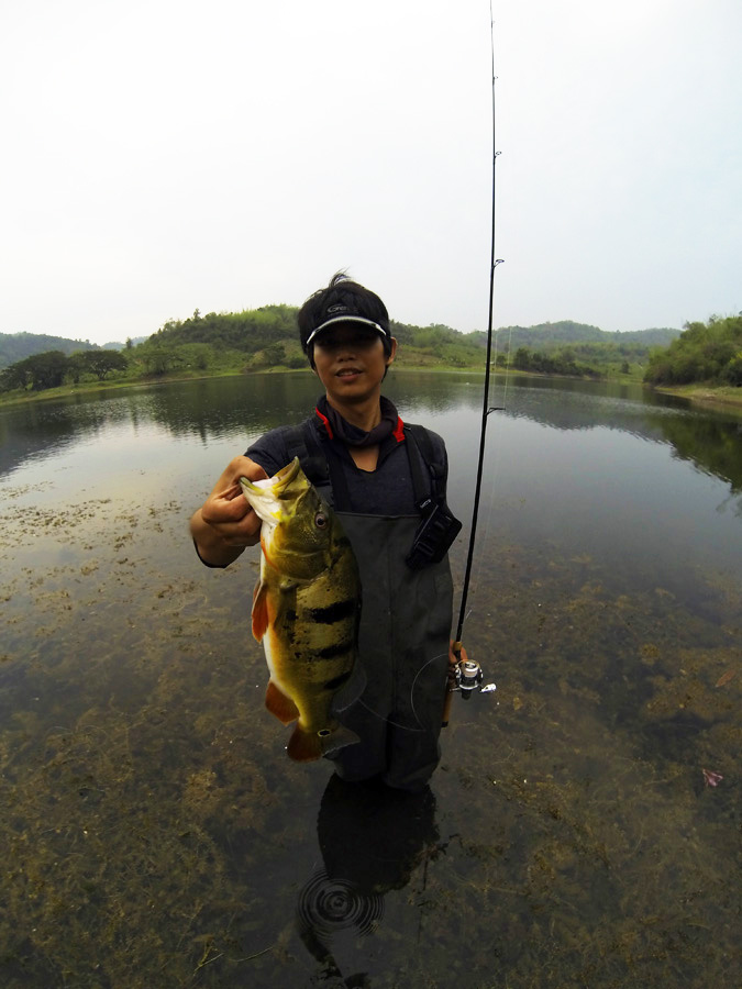 *** มันอยู่ในหุบเขา Alien-invasive species in Thailand. ***