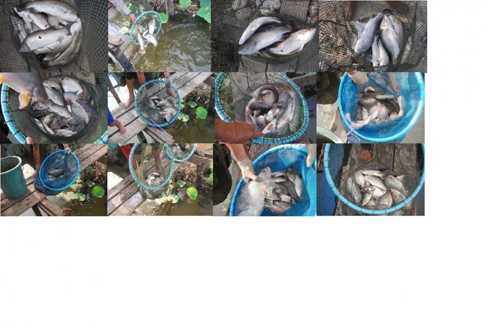 บ่อตกปลาหนุ่มบางวัว (บ่อปลารวม) ลงปลาเพิ่มอีกแล้ว 23-04-57