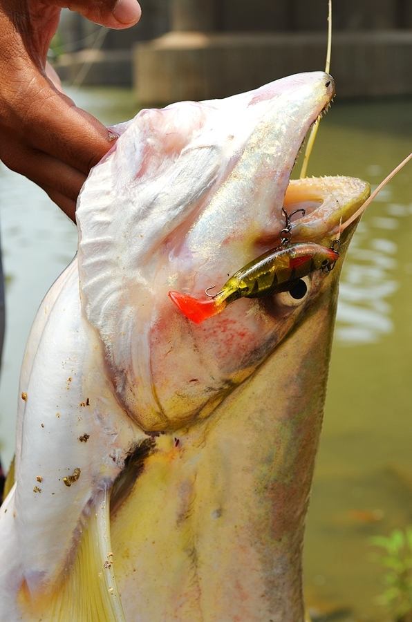 ..... Light Game งานหนักปะทะ !! ปลาเบี้ยวยักษ์ Chaophaya River Angthong