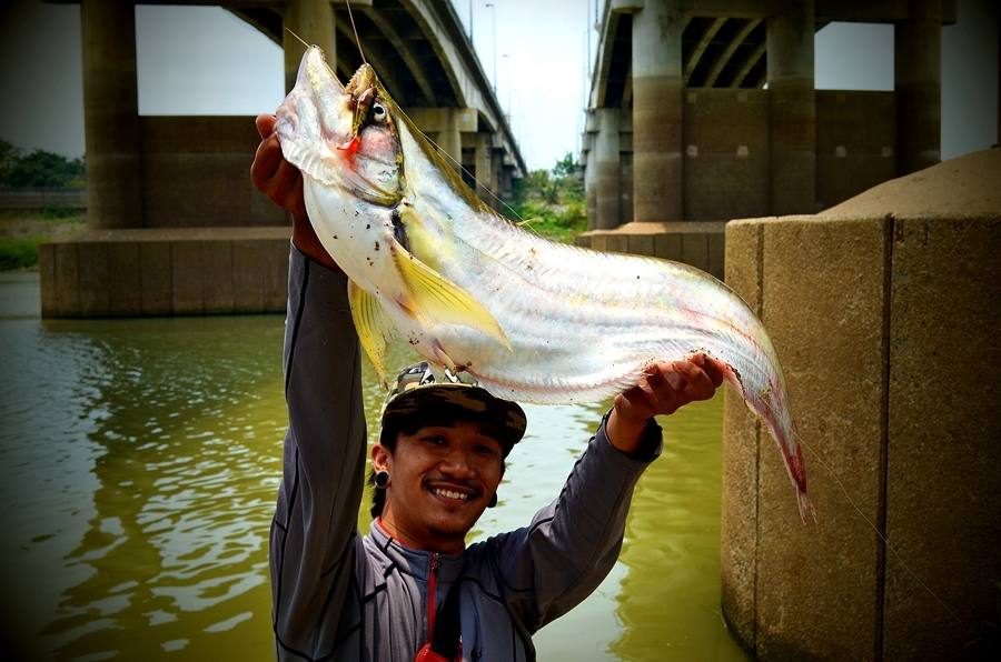 ..... Light Game งานหนักปะทะ !! ปลาเบี้ยวยักษ์ Chaophaya River Angthong