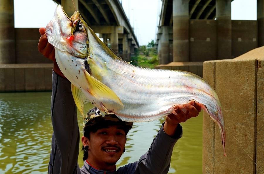 ..... Light Game งานหนักปะทะ !! ปลาเบี้ยวยักษ์ Chaophaya River Angthong