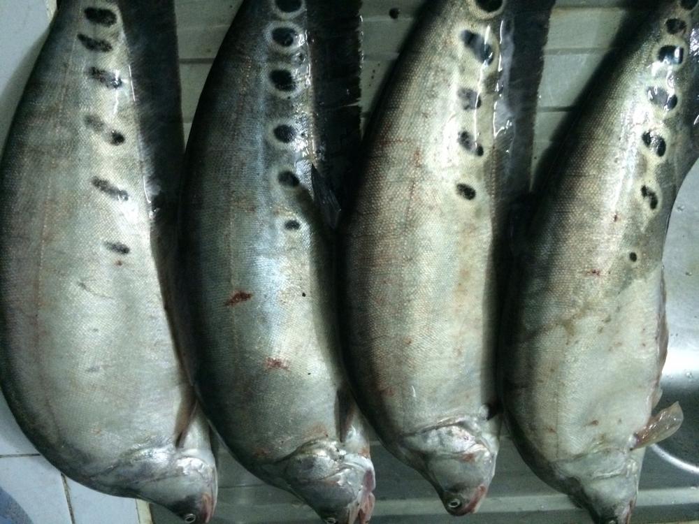 ปลากรายค้างบ่อ ทีเวียดนาม