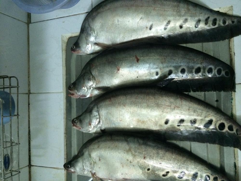 ปลากรายค้างบ่อ ทีเวียดนาม